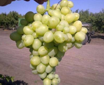 Самые вкусные сорта винограда: крупные, зимостойкие, ранние, среднеспелые, поздние, сорта винограда с вкуснейшими ягодами - sadogorod.club - Болгария - Молдавия