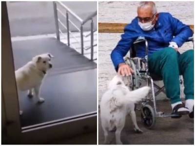 Верный пес каждый день заглядывал в окна больницы, ожидая хозяина - mur.tv - Турция