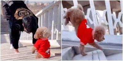 Хозяин научил свою собаку спускаться по лестнице необычным способом - mur.tv - Китай