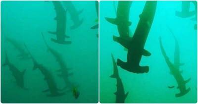 Дайвера в Австралии окружили акулы-молоты - mur.tv - Австралия