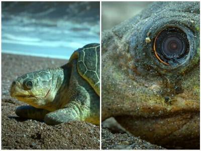 Реалистичная черепаха-робот засняла процесс гнездования - mur.tv - Коста Рика