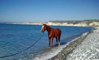 Умеют ли лошади плавать и нужно ли их обучать? - sadogorod.club