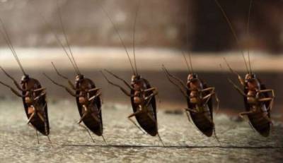 Какие тараканы живут в наших домах и откуда они берутся? (7 фото) - chert-poberi.ru