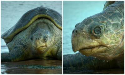 К морским черепахам подселили невероятно реалистичную "черепаху-шпионку" - porosenka.net - Коста Рика