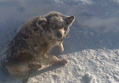 В Башкирии молодой человек спас собаку, замерзающую на обочине в сугробе - mur.tv - республика Башкирия - Нефтекамск