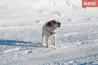 Ухтинская прокуратура рассказала, как защищает интересы пострадавших от укусов собак - mur.tv - республика Коми