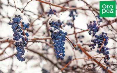 Зимостойкие сорта винограда – российские и американские - sadogorod.club
