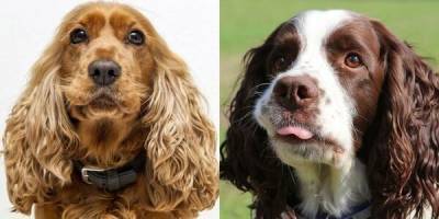 Обновлен список наиболее часто похищаемых пород собак в Великобритании - mur.tv - Англия
