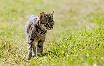 Ученые выяснили, зачем кошки едят мяту и валериану - mur.tv