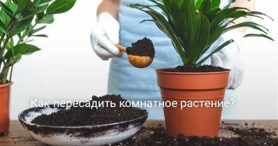 Как пересадить комнатное растение? - sadogorod.club
