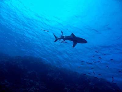 Ученые обнаружили в разломе у Багамских островов акулу гигантских размеров - mur.tv