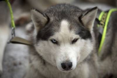 Кинолог дал рекомендации по лечению собак при простуде - mur.tv - Россия