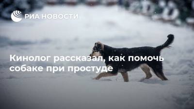 Владимир Голубев - Кинолог рассказал, как помочь собаке при простуде - mur.tv - Россия - Москва