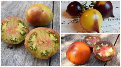 Цветные помидоры: в чем их преимущества? Выбираем сорта и гибриды томатов для посева на рассаду в 2021 году - sadogorod.club