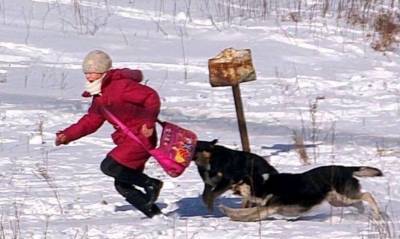 “По РТИ невозможно ходить”: в Лисичанске бродячие собаки нападают на местных жителей - mur.tv - Лисичанск