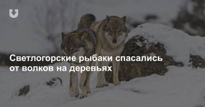 Светлогорские рыбаки спасались от волков на деревьях - mur.tv - Светлогорск
