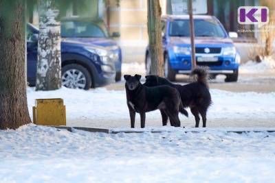Владимир Никонов - В Ухте разрешили применять оружие против агрессивных собак - mur.tv