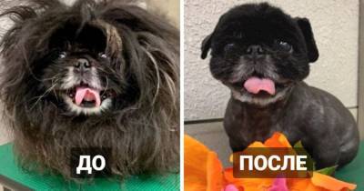 15 фотографий собак до и после стрижки. Даже хозяевам было их не узнать! - mur.tv