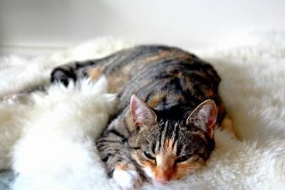 Почему кошка спит со мной, а не с другими членами семьи? - mur.tv