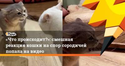 Что происходит?: смешная реакция кошки наспор сородичей попала навидео - mur.tv