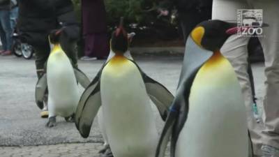 В США пингвины вышли из зоопарка на прогулку и стали героями видео - mur.tv - Сша