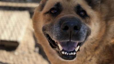 Свора агрессивных собак держит в страхе жителей Саратова - mur.tv - Саратов - округ Янао