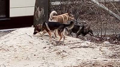 Стая бродячих собак захватила территорию одной из школ в Саратове - mur.tv - Саратов
