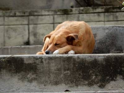 Поселившаяся на пришкольной территории стая собак держит в страхе жителей Саратова - mur.tv - Саратов