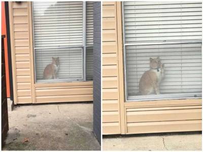 Проходя мимо чужого дома, хозяйка заметила в окне своего кота - mur.tv