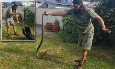 Видео: профессиональный ловец змей с трудом обезоружил ядовитую рептилию - porosenka.net