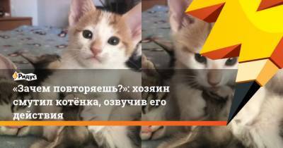 Зачем повторяешь?: хозяин смутил котёнка, озвучив его действия - mur.tv