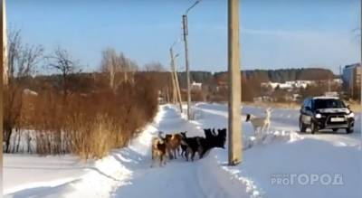 В Чувашии на борьбу с бездомными собаками выделили шесть миллионов рублей - mur.tv - республика Чувашия