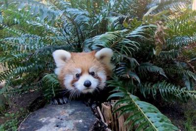Игры детенышей красных панд сняли на видео в орегонском зоопарке. - mur.tv