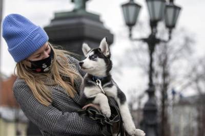 В Чехии успешно научили собак определять COVID-19 по запаху - mur.tv - Чехия