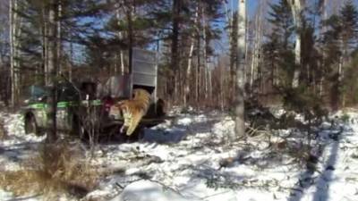 На свободу с воинственным рыком: охотившуюся на собак тигрицу отпустили на волю - mur.tv - Приморье край