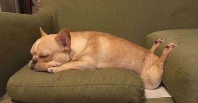 Хвостатый флешмоб: в Сети публикуют фото спящих в смешных позах собак - mur.tv