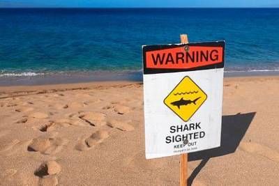 Акула напала на 73-летнего туриста - mur.tv - Usa - штат Калифорния - штат Гавайи