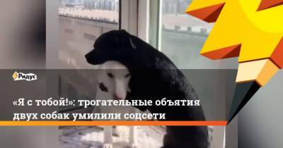 Ястобой!: трогательные объятия двух собак умилили соцсети - mur.tv