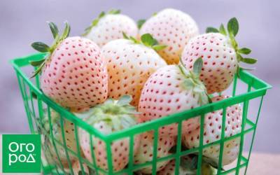 Лучшие сорта белой земляники – порадуйте детей необычными ягодами - sadogorod.club