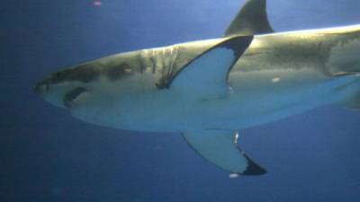 Акула покусала 73-летнего туриста на Гавайях - mur.tv - Usa - штат Калифорния - штат Гавайи