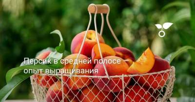 Персик в средней полосе — опыт выращивания - sadogorod.club