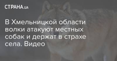 В Хмельницкой области волки атакуют местных собак и держат в страхе села. Видео - mur.tv - Хмельницкая обл.