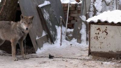Жительница Чернигова приютила бездомного щенка, который оказался волком (ВИДЕО) - mur.tv