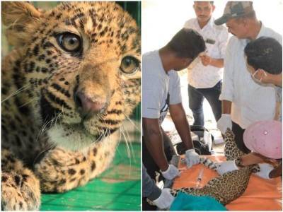 Жители деревни заметили малыша леопарда, который без сил полз по траве - mur.tv - Индия