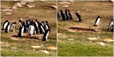 Две компании пингвинов встретились на суше - mur.tv