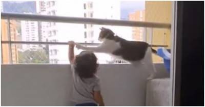 Не в мою смену: бдительный кот присматривает за мальчиком на балконе - porosenka.net