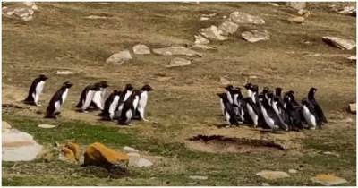 Две группы пингвинов остановились, чтобы пообщаться - porosenka.net