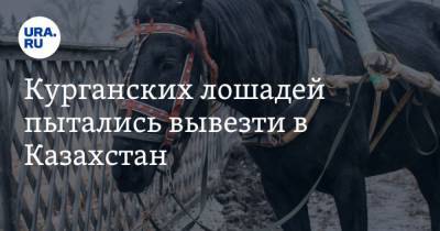 Курганских лошадей пытались вывезти в Казахстан - mur.tv - Казахстан - Курганская обл.
