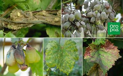 Топ-5 самых опасных болезней винограда - sadogorod.club