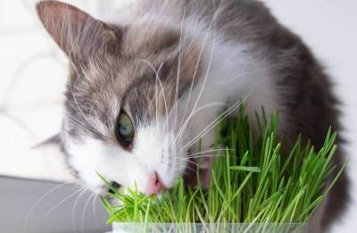 Трава для кошек - mur.tv